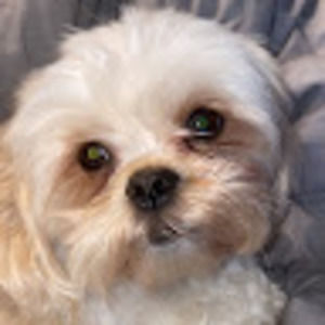 Meet your Posher, Tinley